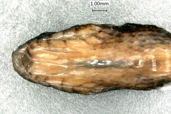 Media type: image;   Herpetology R-28468